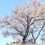 【ING河辺駅前】絶えて桜のなかりせば