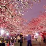 【ING昭島】桜　そろそろですか！？